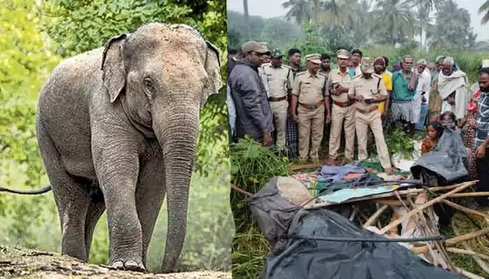 A farmer named Kittappa was killed by wild elephants in Kuppam, Chittoor district, while guarding his crops late at night.