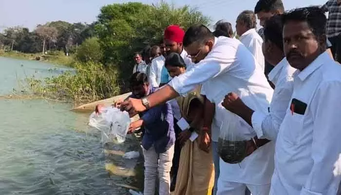 Free fish fry distribution in Telangana boosts fisherfolk employment and enhances fish growth in reservoirs.