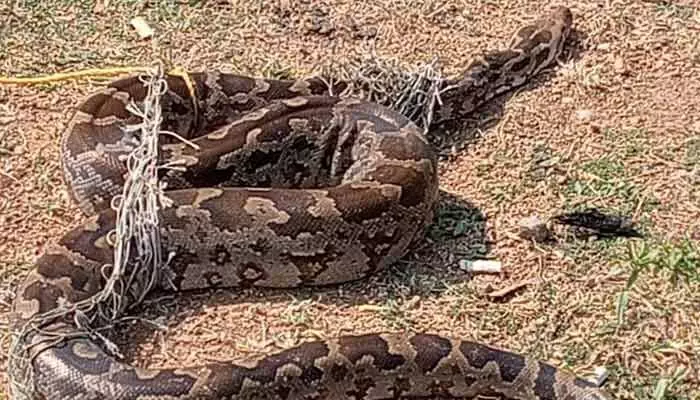 A giant python got trapped in Rangasamudram Reservoir. Snake Society safely relocated it to a forest. Public advised to stay cautious.