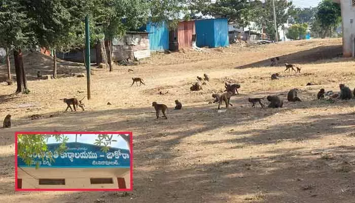 A viral video reveals rising monkey attacks in Jokora village, causing fear among women, elderly, and children as locals urge authorities to act immediately.