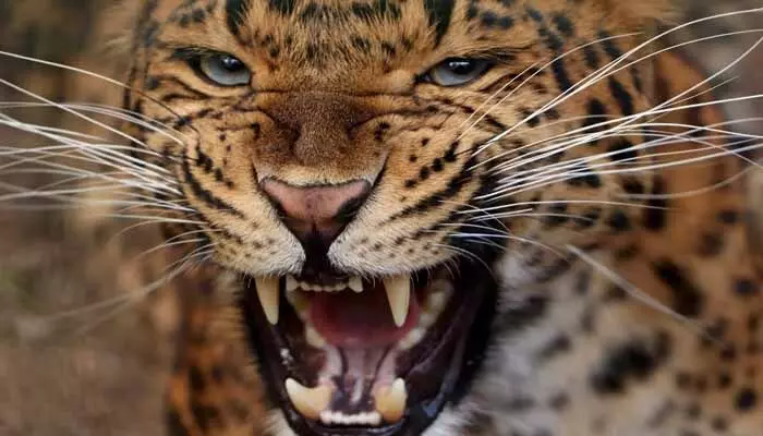 In Palghar, Maharashtra, an 11-year-old boy survives leopard attack, school bag saves his life.